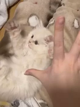 u. 様のお迎えした子猫