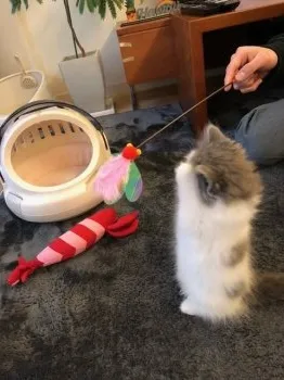 j.s 様のお迎えした子猫