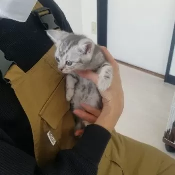 T.M 様のお迎えした子猫