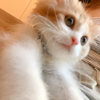 ま 様のお迎えした子猫