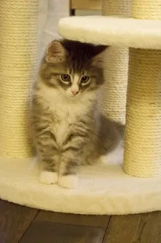 くるみ 様のお迎えした子猫