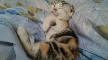 ミルキィーパパ 様のお迎えした子猫