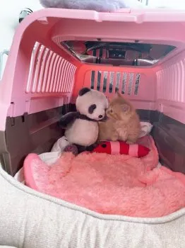 くるみん 様のお迎えした子猫