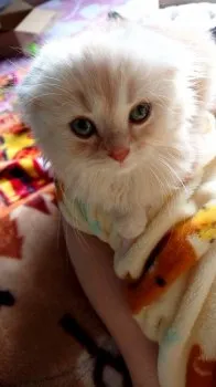 ミント 様のお迎えした子猫