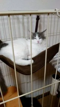 H.M 様のお迎えした子猫