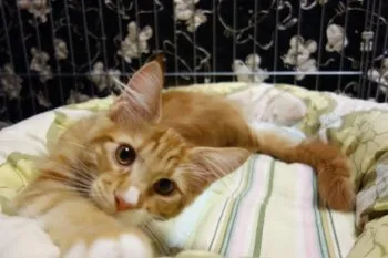 らい 様のお迎えした子猫