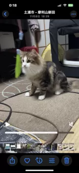 Y.K 様のお迎えした子猫