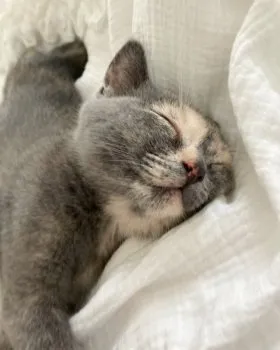 tm 様のお迎えした子猫