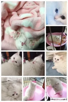 レナ 様のお迎えした子猫