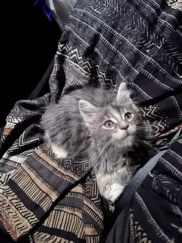 S.M 様のお迎えした子猫
