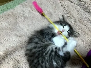 南高梅 様のお迎えした子猫