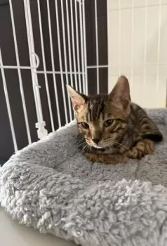 M.S 様のお迎えした子猫