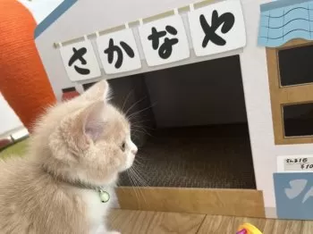 G.K 様のお迎えした子猫