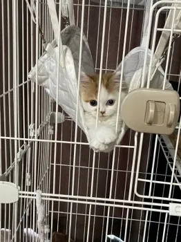 T.K 様のお迎えした子猫