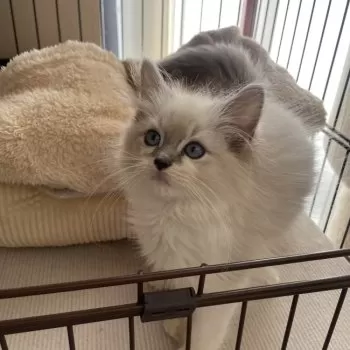 Y.Ｉ 様のお迎えした子猫