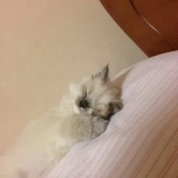 まなな 様のお迎えした子猫
