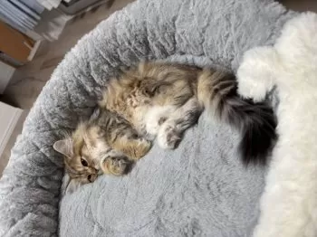 S.S 様のお迎えした子猫