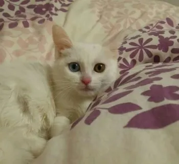 ろこ 様のお迎えした子猫