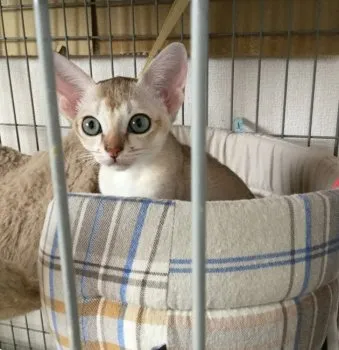 M.T 様のお迎えした子猫