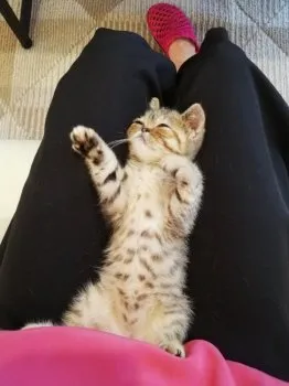 こむまま 様のお迎えした子猫