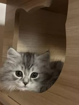 M.S 様のお迎えした子猫