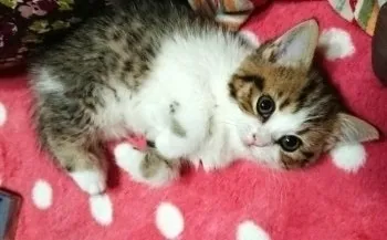 つむぎ♪ 様のお迎えした子猫