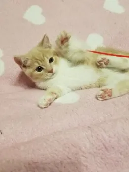 みゆ 様のお迎えした子猫