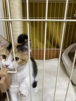 K.W 様のお迎えした子猫