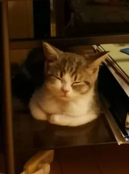 I.T 様のお迎えした子猫