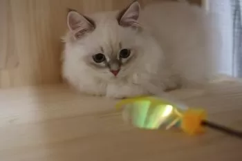 blennus 様のお迎えした子猫