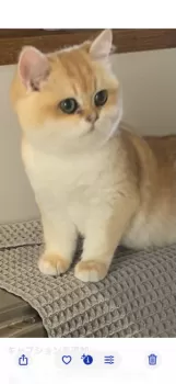 レイ 様のお迎えした子猫