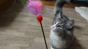 ┌┤´д`├┐ 様のお迎えした子猫