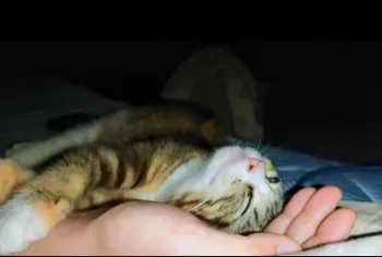 H.I 様のお迎えした子猫
