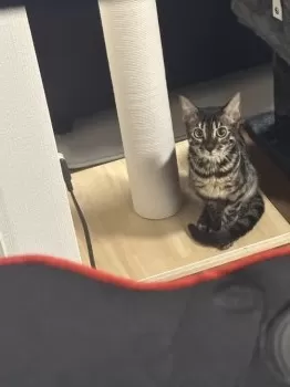 とし 様のお迎えした子猫