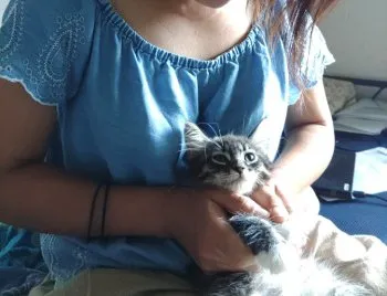 ケン 様のお迎えした子猫