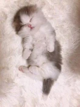 スイちゃん 様のお迎えした子猫