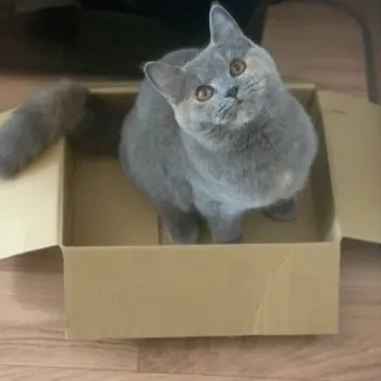 T 様のお迎えした子猫