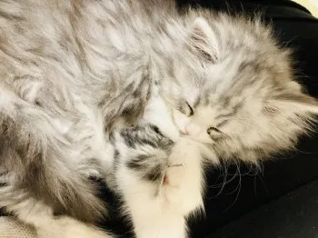 りり 様のお迎えした子猫