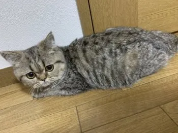 ぴとー 様のお迎えした子猫