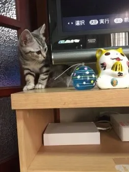 つぐ 様のお迎えした子猫