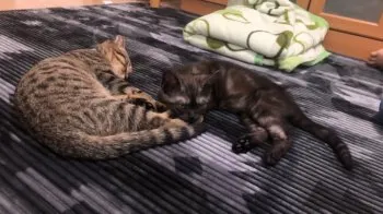 こたろ 様のお迎えした子猫