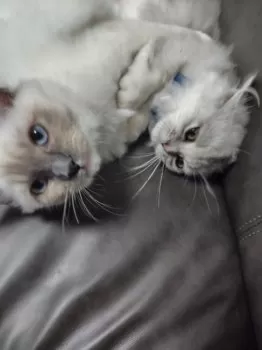 H.T 様のお迎えした子猫