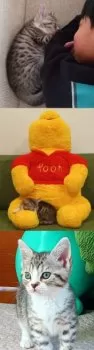 M.Y 様のお迎えした子猫