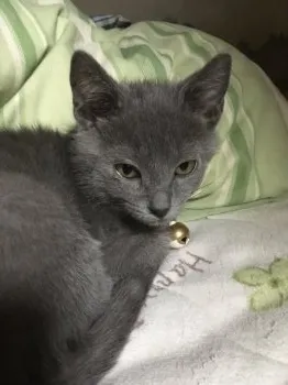 ちぃ 様のお迎えした子猫