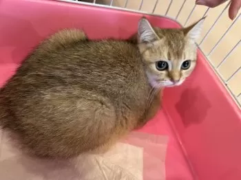 H.T 様のお迎えした子猫