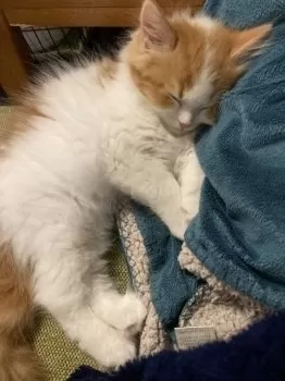 N.H 様のお迎えした子猫