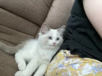 さよ 様のお迎えした子猫