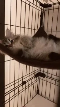 MIKO 様のお迎えした子猫