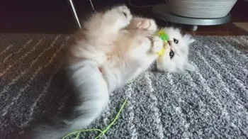 大福 様のお迎えした子猫