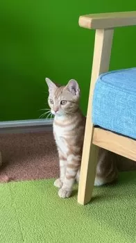 なると 様のお迎えした子猫